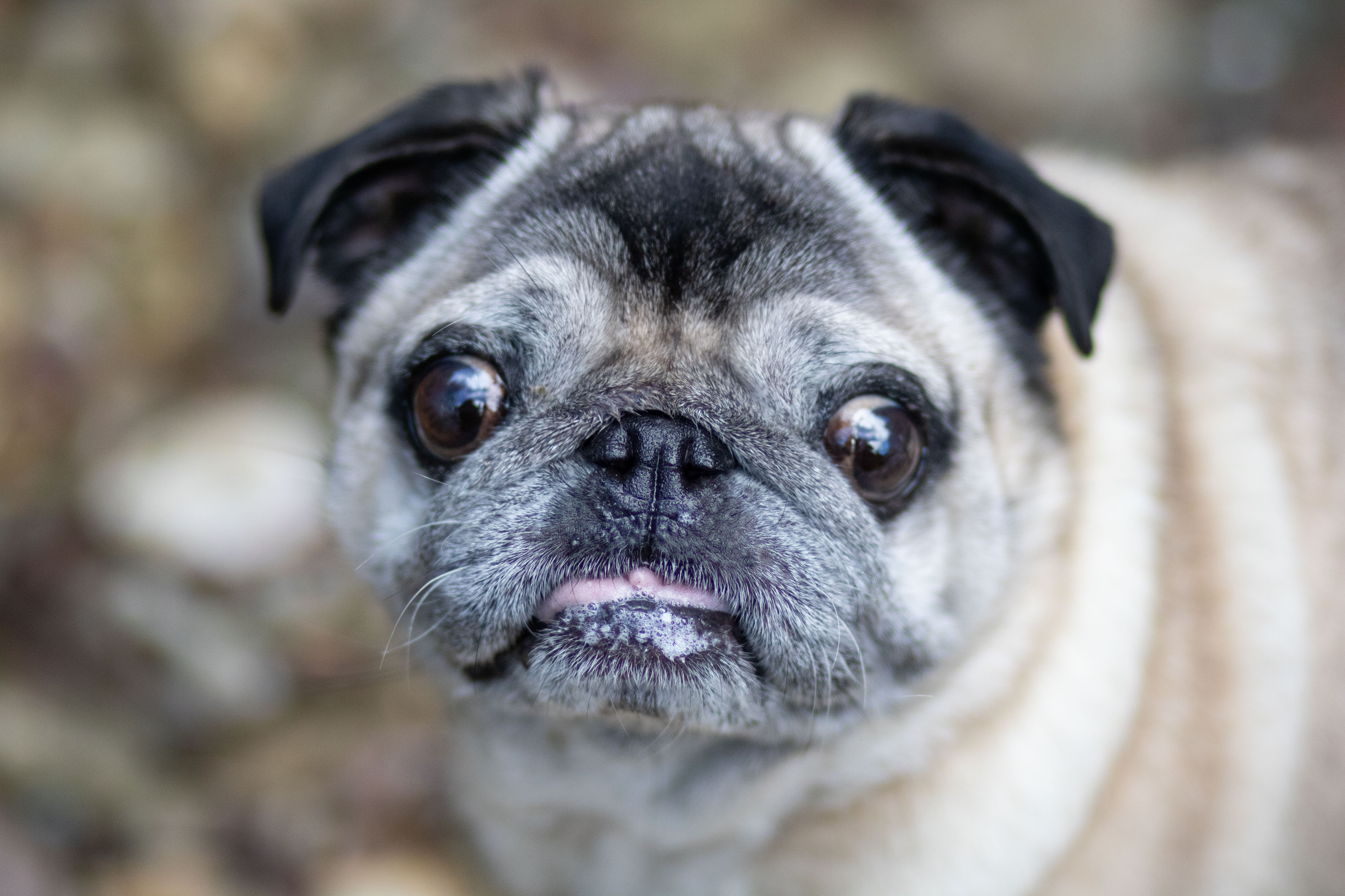 Bruce the pug close-up portrait