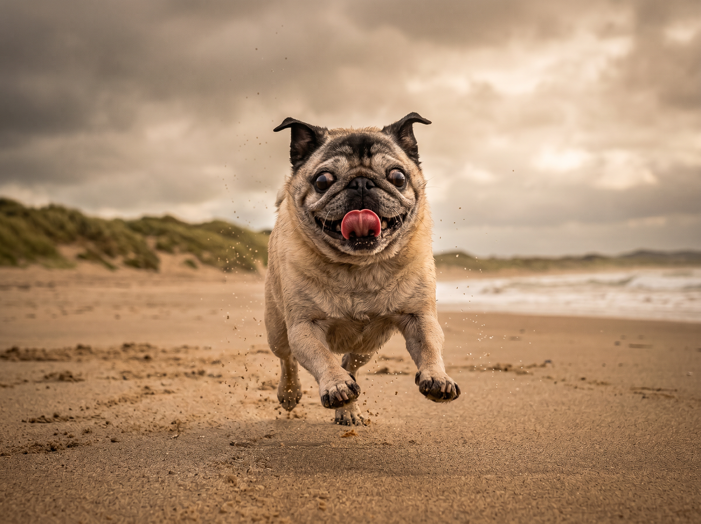 Bruce the pug running on Curracloe Beach